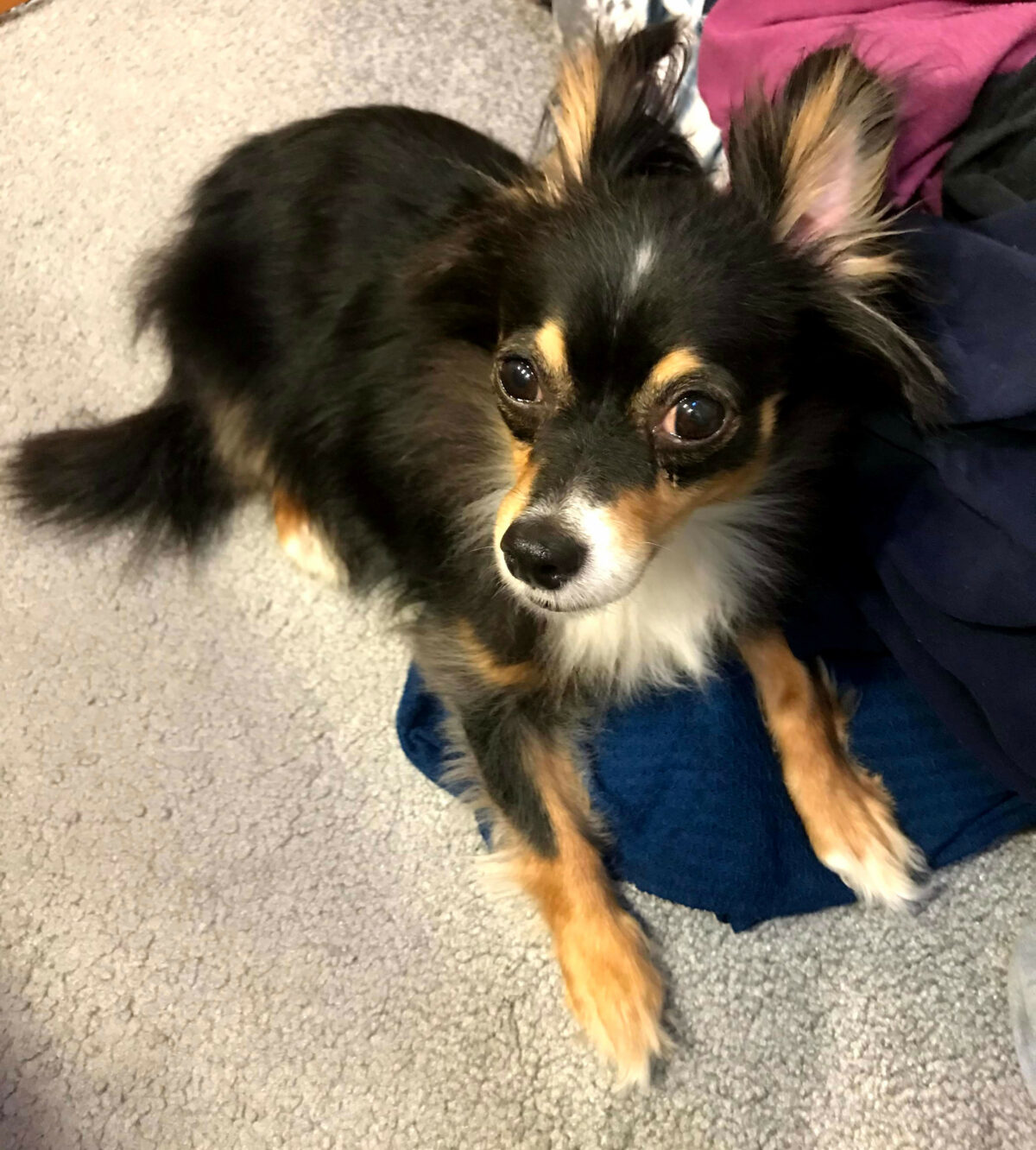 LOST: Ella, a Black Tricolor Long Haired Chihuahua – Findpet