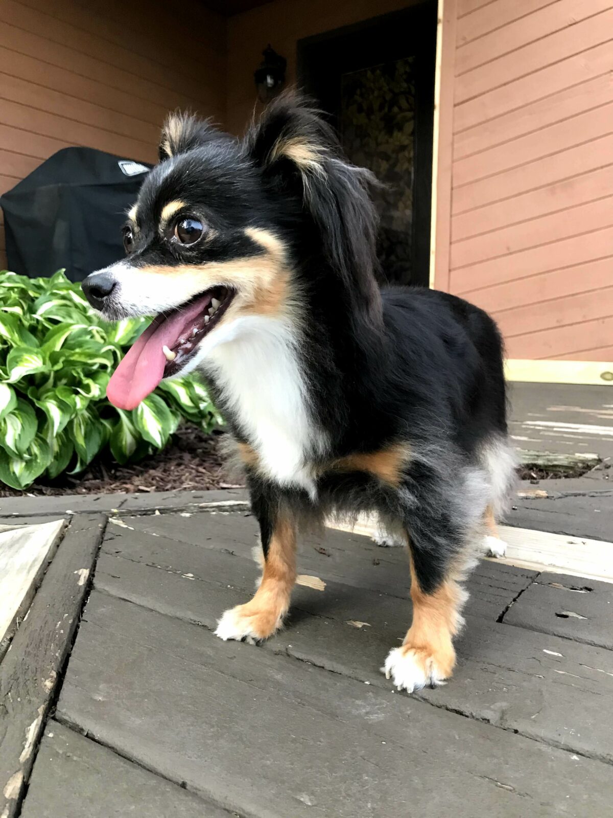 LOST: Ella, a Black Tricolor Long Haired Chihuahua – Findpet